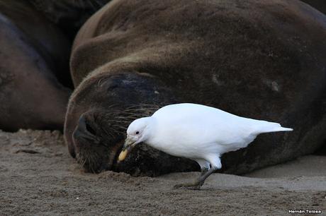 Palomas antárticas en el puerto