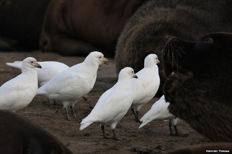 Palomas antárticas en el puerto
