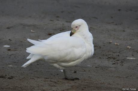 Palomas antárticas en el puerto