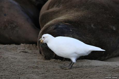 Palomas antárticas en el puerto