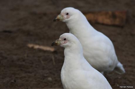 Palomas antárticas en el puerto