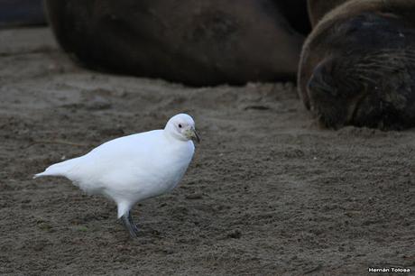 Palomas antárticas en el puerto