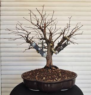 Olmo comun (Magi), un trasplante mas.