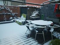 Olmo comun (Magi), un trasplante mas.