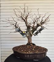 Olmo comun (Magi), un trasplante mas.