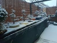 Olmo comun (Magi), un trasplante mas.