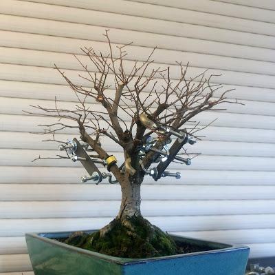 Olmo comun (Magi), un trasplante mas.