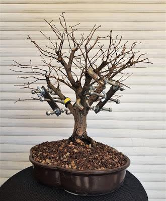 Olmo comun (Magi), un trasplante mas.