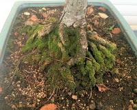 Olmo comun (Magi), un trasplante mas.