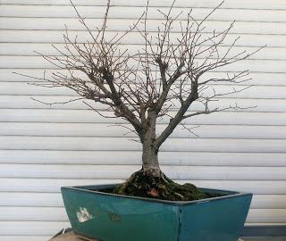 Olmo comun (Magi), un trasplante mas.