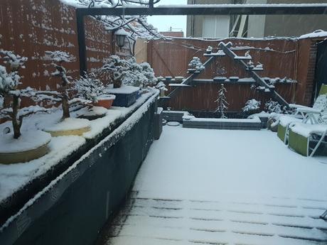 Olmo comun (Magi), un trasplante mas.