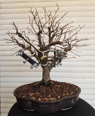 Olmo comun (Magi), un trasplante mas.