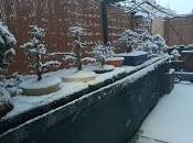 Olmo comun (Magi), trasplante mas.