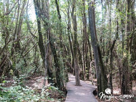 Lago Puelo y los senderos familiares
