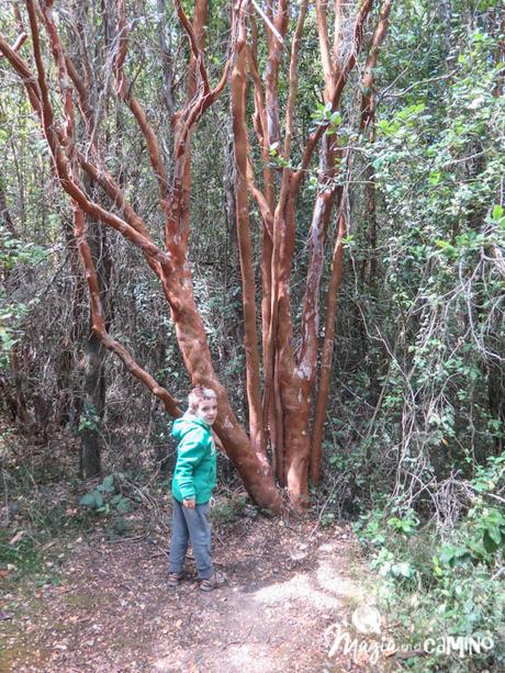 Lago Puelo y los senderos familiares