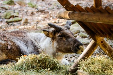 Un paseo entre animales Un paseo entre animales