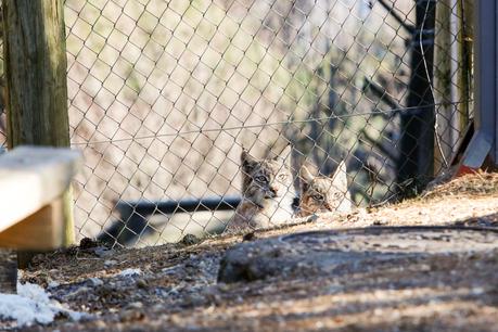 Un paseo entre animales Un paseo entre animales
