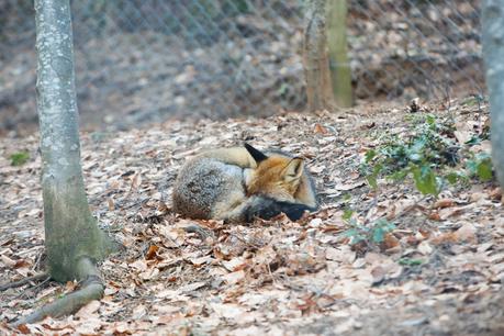 Un paseo entre animales Un paseo entre animales