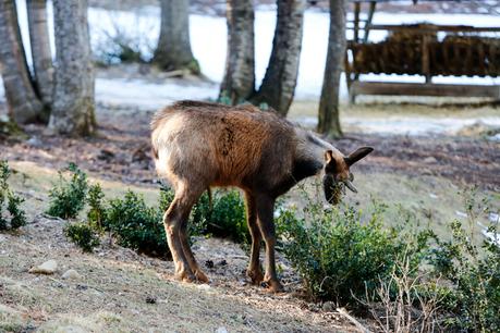 Un paseo entre animales Un paseo entre animales