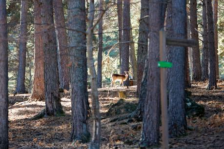 Un paseo entre animales Un paseo entre animales
