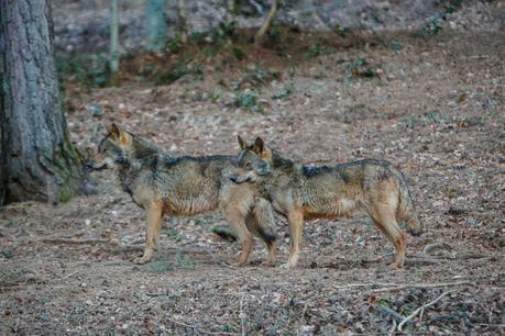 Un paseo entre animales Un paseo entre animales