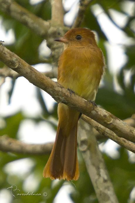 Burlisto Castaño (Rufous Casiornis)  Casiornis rufus, Vieillot, 1816