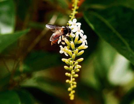 Los neonicotinoides se usan para combatir ciertas plagas y quedan en las plantas contaminando el polen