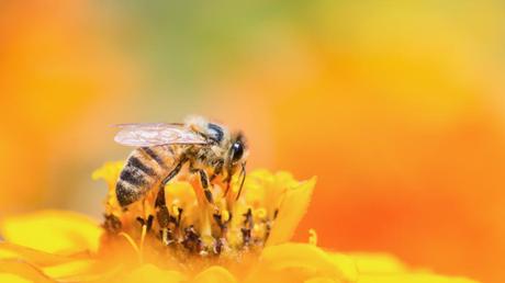 La UE, decidida a prohibir tres insecticidas dañinos para las abejas