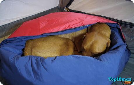 Noblecamper-top-10-mejores-camas-para-perros