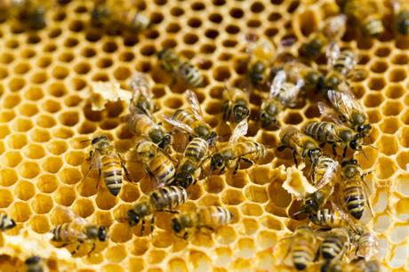 Cosechando miel Cosechando miel