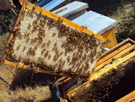 Cosechando miel Image result for cosechar miel