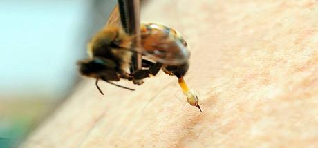 Cosechando miel Cosechando miel