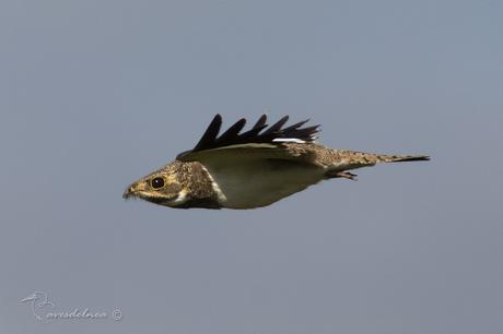 Ñacundá (Nacunda Nighthawk) Chordeiles nacunda