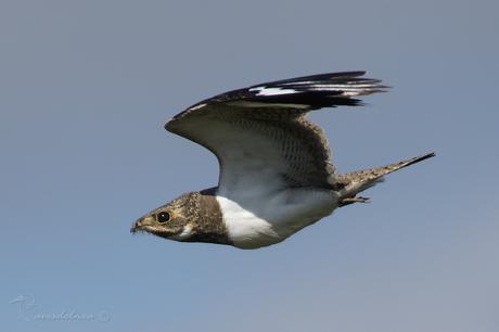 Ñacundá (Nacunda Nighthawk) Chordeiles nacundaÑacundá (Nacunda Nighthawk) Chordeiles nacunda