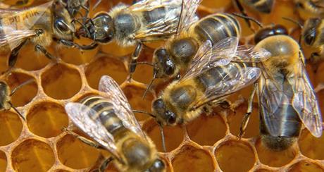 Una colmena de abejas (imagen referencial)