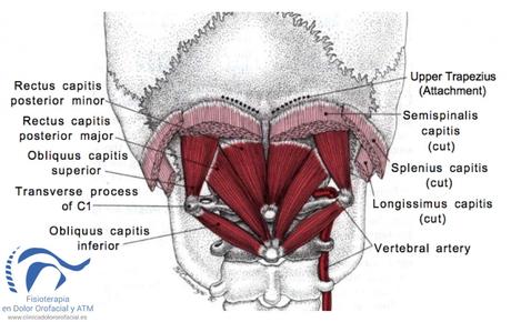 musculatura cervical profunda