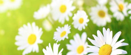 Manzanilla para la garganta irritada