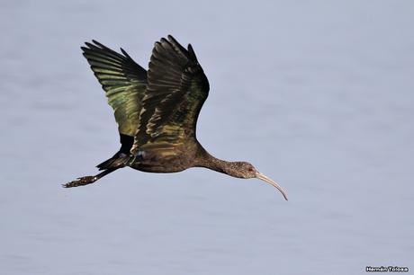 Salida con el COA Las Garzas