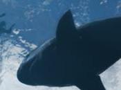 [Rumor] ambienta EEUU América Latina