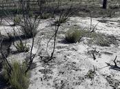 Lince ibérico vuelve zona afectada incendio Doñana Iberian Lynx returns area affected forest fire.