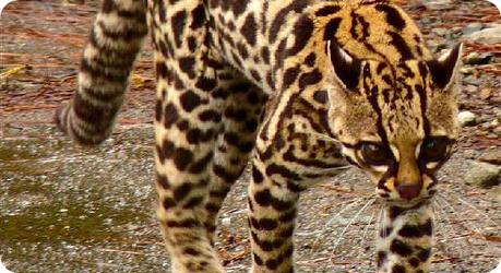 Tigrillo Tigrillo-top-10-animales-peligro-extincion-mexico