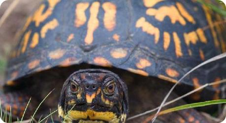 Terrapene Carolina Terrapene-Carolina-top-10-animales-peligro-extincion-mexico
