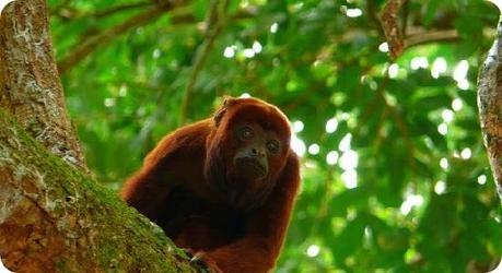 Mono Aullador Mono-Aullador-top-10-animales-peligro-extincion-mexico