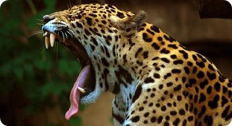 Jaguar-top-10-animales-peligro-extincion-mexico