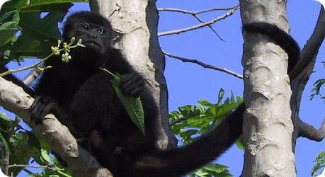 Mono Aullador Guatemalteco Mono-Aullador-Guatemalteco-top-10-animales-peligro-extincion-mexico