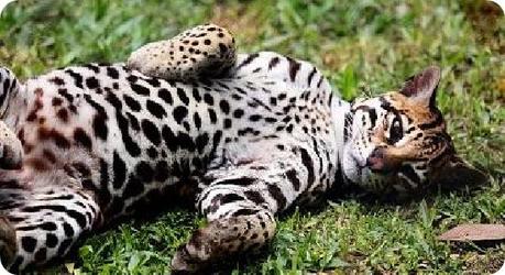 Ocelote Ocelote-top-10-animales-peligro-extincion-mexico