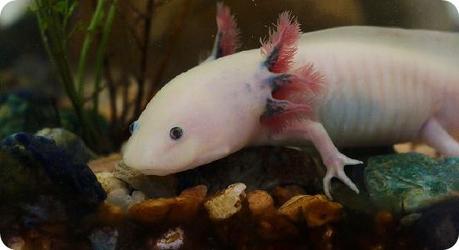 Ajolote Ajolote-top-10-animales-peligro-extincion-mexico