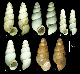 Nuevas especies de moluscos en China