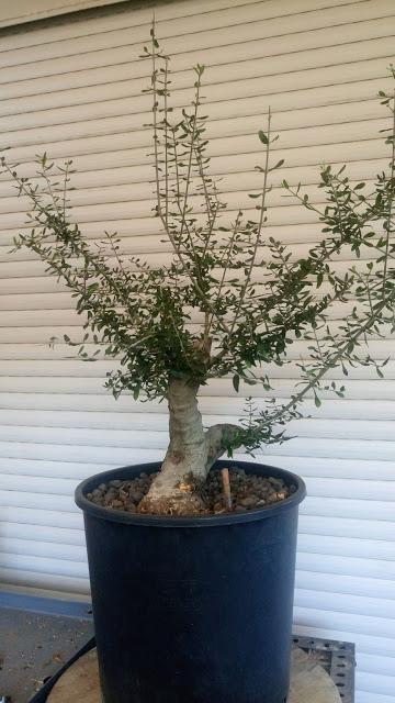 Intercambio de bonsais :Nº 112 El acebuche de Antonio Intercambio de bonsais :Nº 112 El acebuche de Antonio