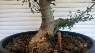 Intercambio de bonsais :Nº 112 El acebuche de Antonio Intercambio de bonsais :Nº 112 El acebuche de Antonio